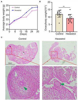 Hexestrol Deteriorates Oocyte Quality via Perturbation of Mitochondrial Dynamics and Function